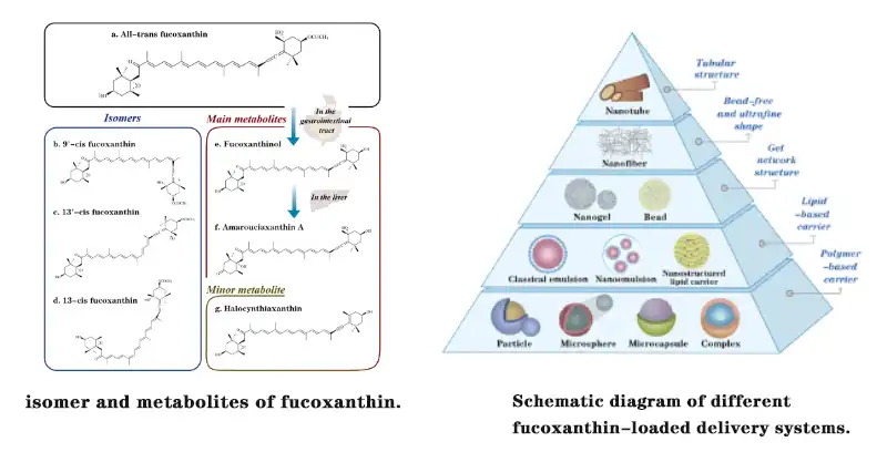 Pure Fucoxanthin Powder.jpg